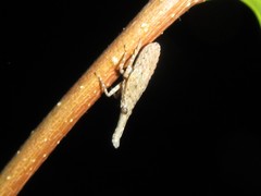 Eurinopsyche obscurata