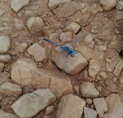 Diplacodes trivialis