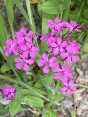 Atocion armeria