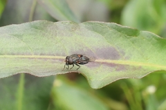 Helophilus hochstetteri