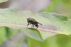 Helophilus hochstetteri