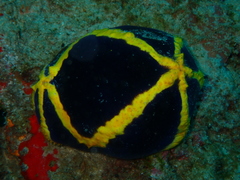 Pseudocolochirus unicus