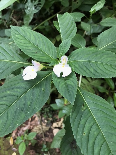 Impatiens burtonii