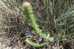 Trichocephalus stipularis