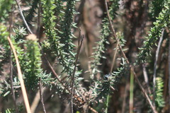 Trichocephalus stipularis