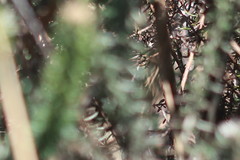 Trichocephalus stipularis