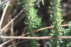 Trichocephalus stipularis
