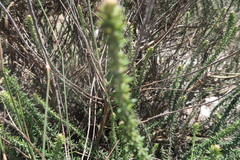 Trichocephalus stipularis