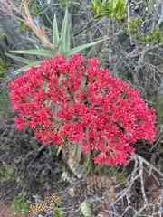 Crassula perfoliata coccinea