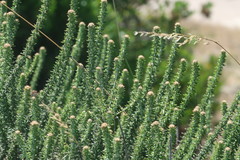 Trichocephalus stipularis
