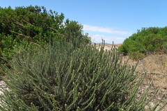 Trichocephalus stipularis