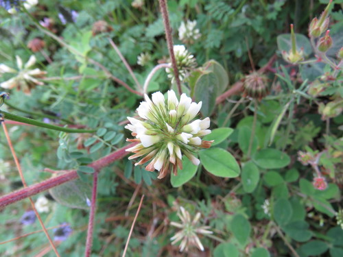 Variety Trifolium amabile mexicanum · iNaturalist