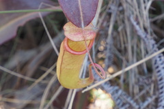 Nepenthes mirabilis