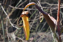 Nepenthes mirabilis