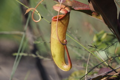 Nepenthes mirabilis