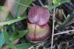Nepenthes mirabilis
