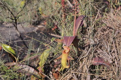 Nepenthes mirabilis