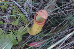 Nepenthes mirabilis