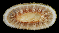 Diodora cayenensis
