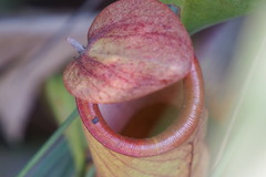 Nepenthes mirabilis