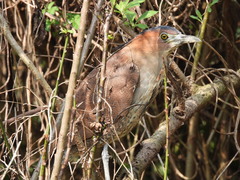 Gorsachius melanolophus