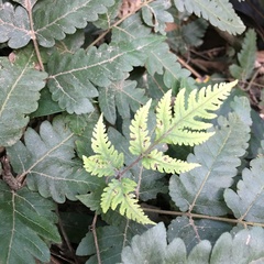 Tectaria fuscipes