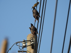 Acridotheres cristatellus