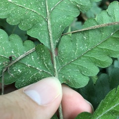 Tectaria fuscipes