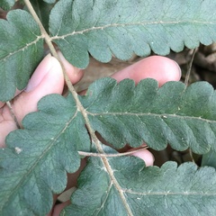 Tectaria fuscipes
