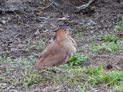Gorsachius melanolophus