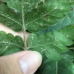 Tectaria fuscipes