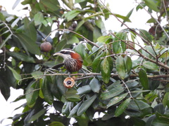 Pomatorhinus musicus