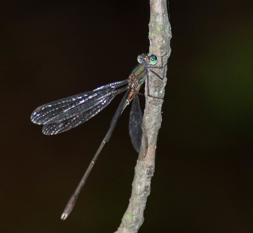 Eastern Willow Spreadwing