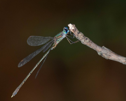 Eastern Willow Spreadwing