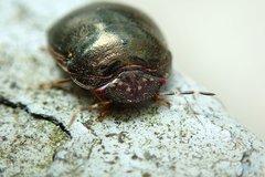 Brachyplatys punctipes