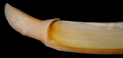Ensis minor