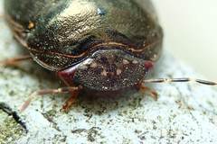 Brachyplatys punctipes