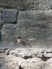 Turdus migratorius