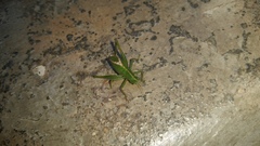 Tettigoniidae