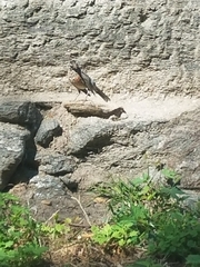 Turdus migratorius