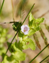 Gratiola peruviana