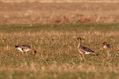 Anser serrirostris rossicus