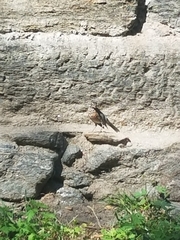 Turdus migratorius