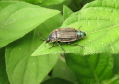 Thanatophilus micans