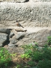 Turdus migratorius