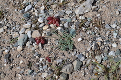 Astragalus beketowii