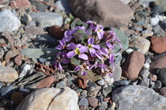 Leiospora bellidifolia