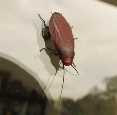 Oxyhaloa deusta