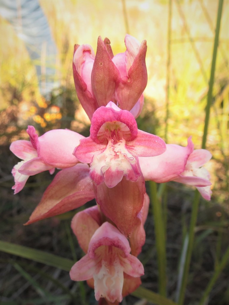 Satyrium muticum