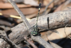 Austroepigomphus praeruptus